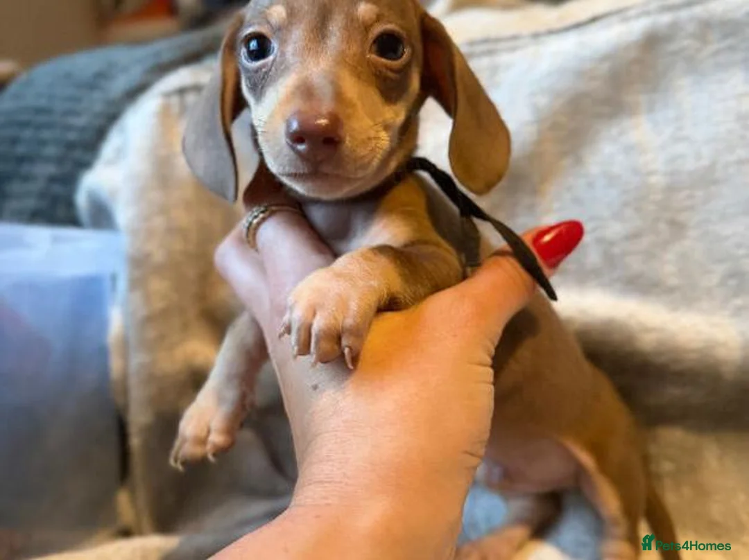 Miniature Dachshund dogs for sale: Bundles of Joy in Peterborough - Advert 2