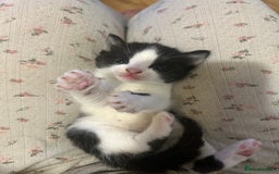 Mixed Breed cats for sale: 4 tuxedo kittens ready for new homes  - Image 3