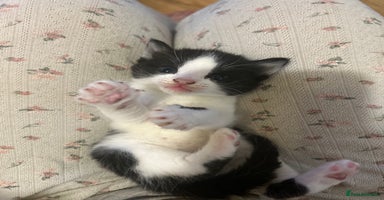 Mixed Breed cats - Advert 10