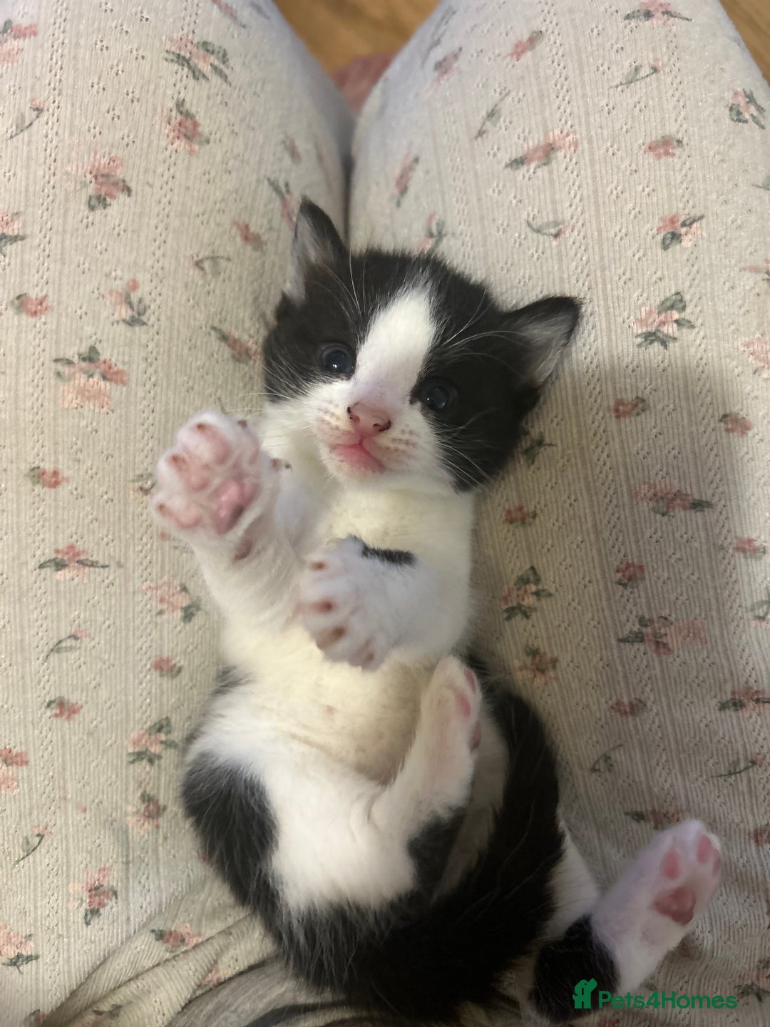 Mixed Breed cats for sale: 4 tuxedo kittens ready for new homes  - Image 3