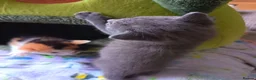 Mixed Breed cats for sale: Beautiful grey female kitten  - Advert 3