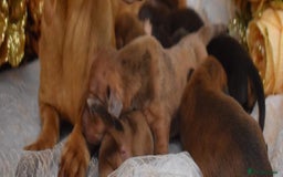 Miniature Dachshund dogs for sale: KC Smooth Coat Miniature Dachshund Puppies - Image 12