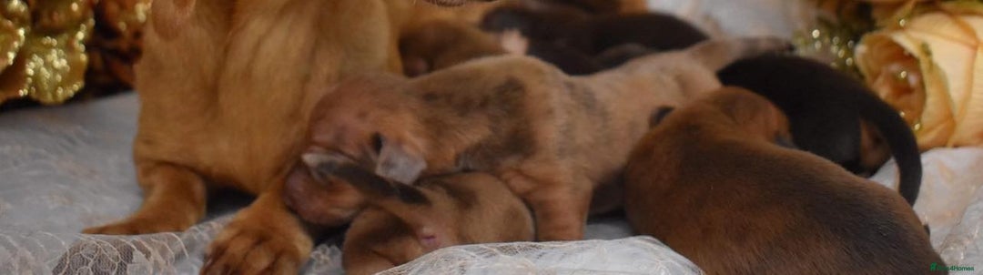 Miniature Dachshund dogs for sale: KC Smooth Coat Miniature Dachshund Puppies - Image 12