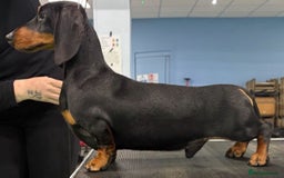 Miniature Dachshund dogs for sale: Kc reg mini smooths  - Image 7