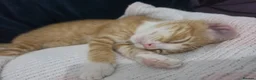 Mixed Breed cats for sale: Ginger kitten - Advert 1