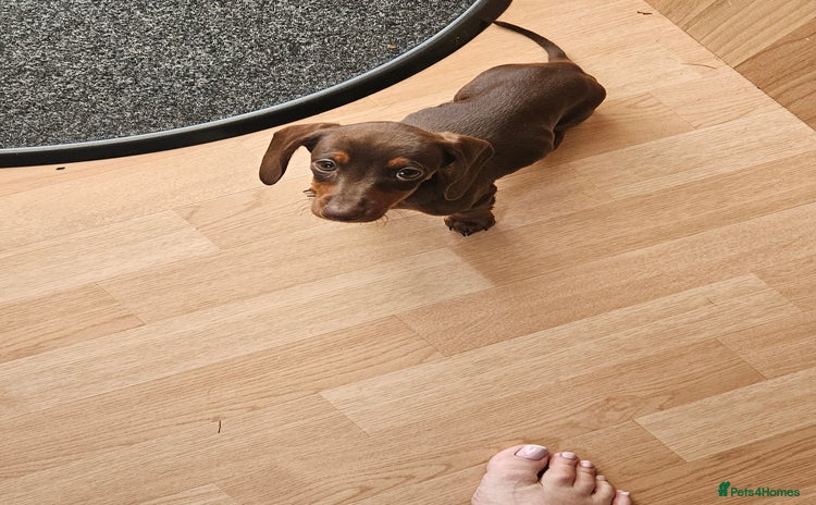 Dachshund dogs - Advert 2
