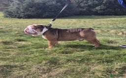 English Bulldog dogs for stud: Our beautiful Simba  in Newcastle - Image 3