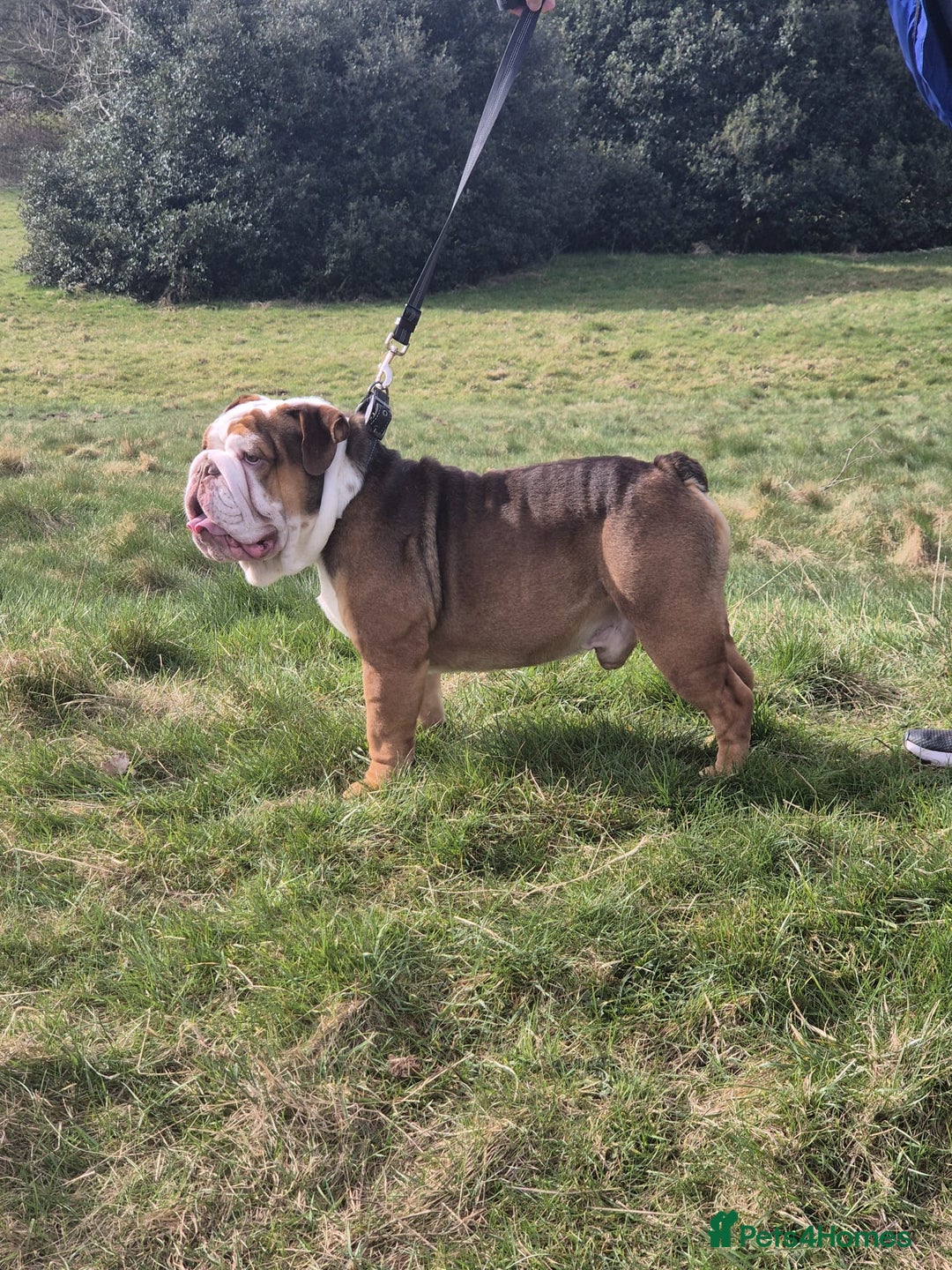 English Bulldog dogs for stud: Our beautiful Simba  in Newcastle - Image 3