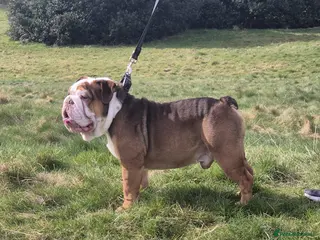 English Bulldog dogs Our beautiful Simba - Advert 1