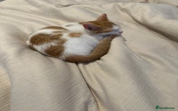 Mixed Breed cats for sale: Meet ginge - Image 1