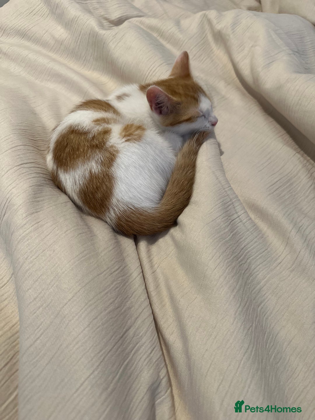 Mixed Breed cats for sale: Meet ginge - Image 1