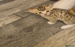 Mixed Breed cats for sale: Stunning Bengal Kittens - Advert 11