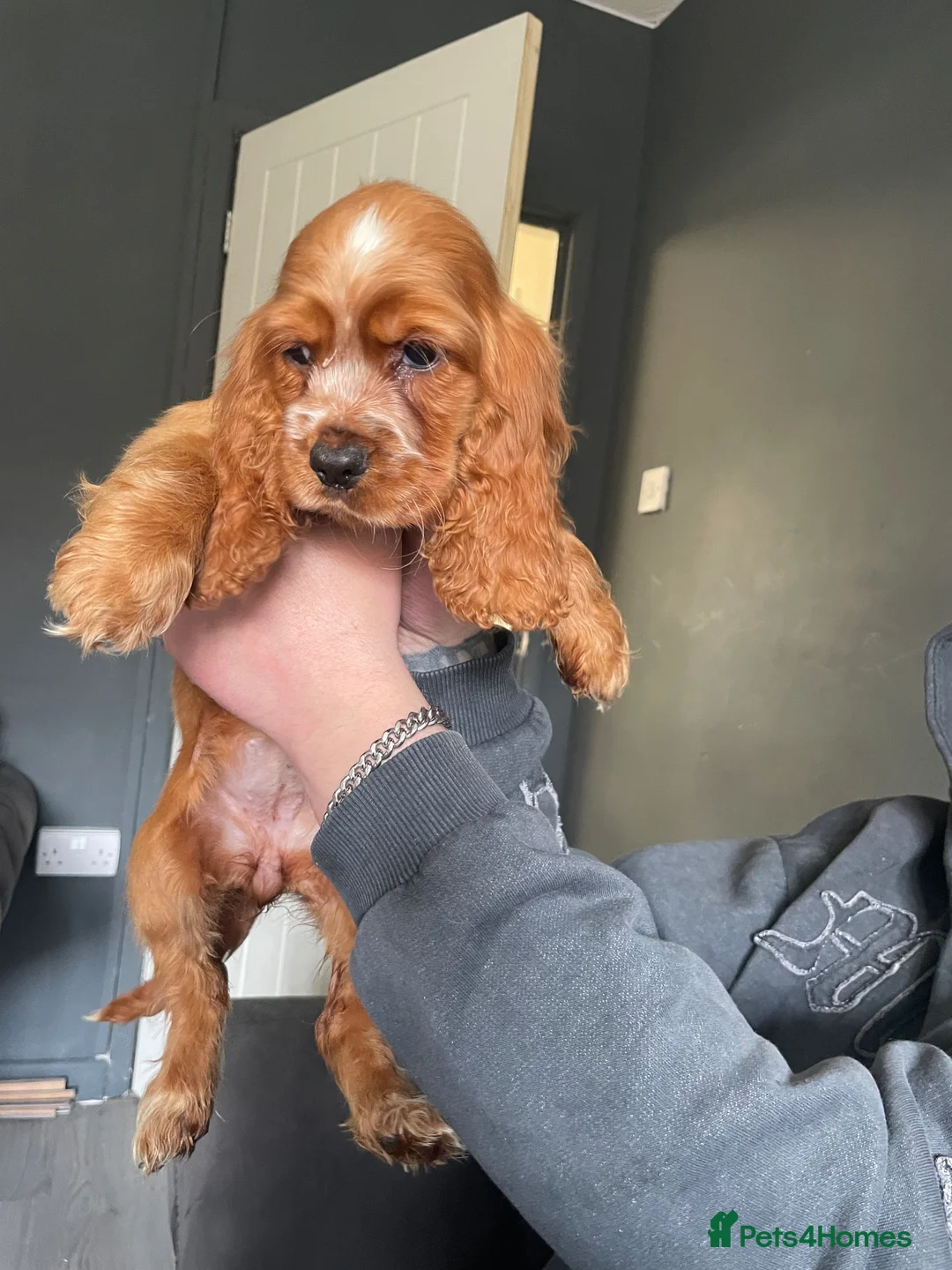 Cocker Spaniel dogs for sale: 2 puppies available  - Advert 9