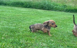 Miniature Dachshund dogs for sale: KC Reg RED DAPPLE Miniature Dachshund (Smooth) - Image 21