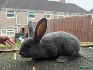 Continental Giant rabbits Giant continentals - Advert 4