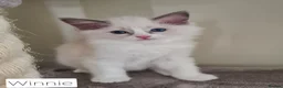 Ragdoll cats for sale: Gorgeous pure bread ragdoll kittens - Advert 17
