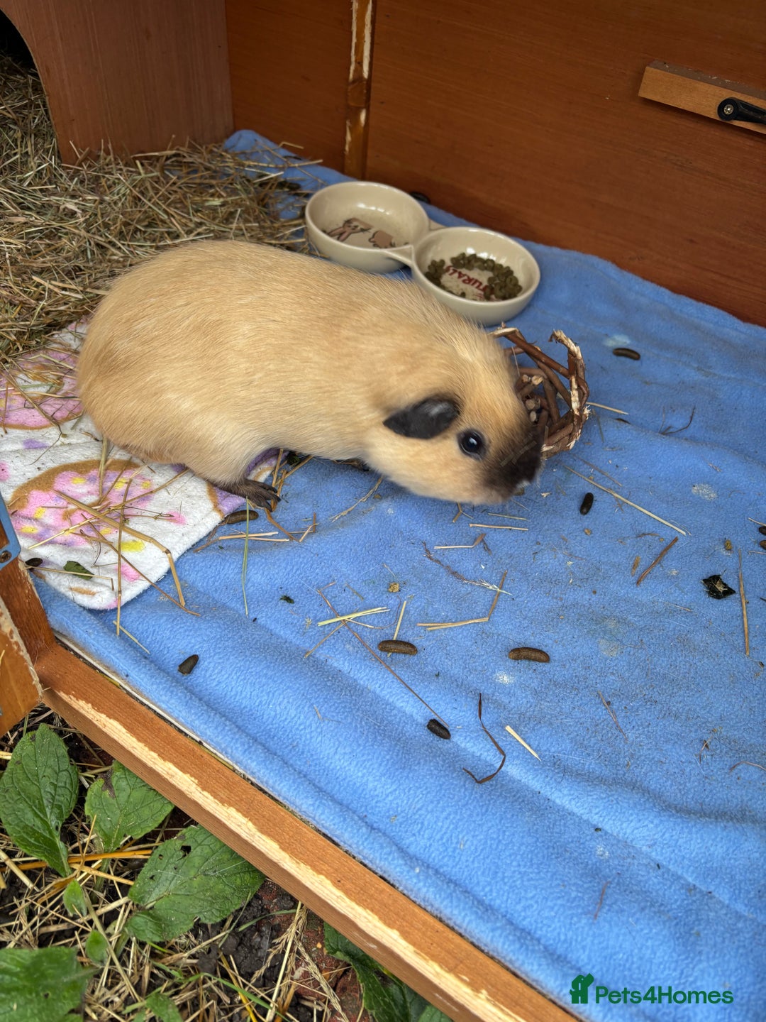Guinea Pig rodents for sale: 2 male guinea pigs  - Advert 2