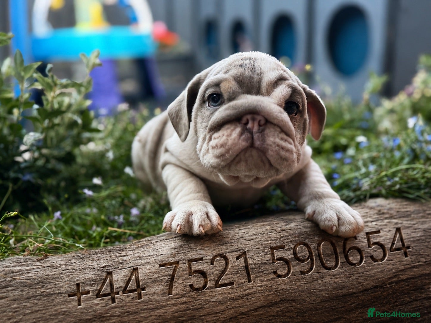 English Bulldog dogs Rare mini english bulldogs  - Advert 2
