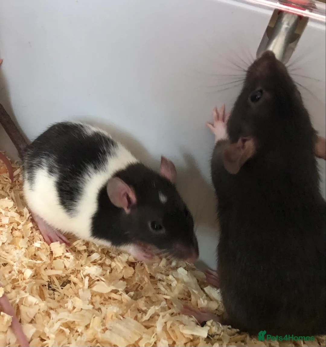 Rat rodents for sale: Beautiful tame fancy rats - Advert 27