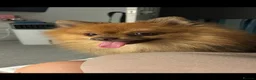 Pomeranian dogs for stud: Pom for stud  - Advert 3