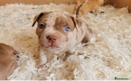 American Bully dogs for sale: Gugo American bully chocolate merle  - Advert 4