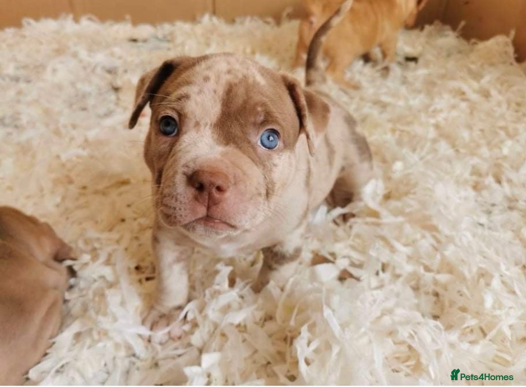 American Bully dogs for sale: Gugo American bully chocolate merle  - Advert 4