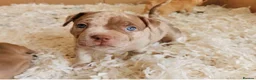 American Bully dogs for sale: Gugo American bully chocolate merle  - Advert 4