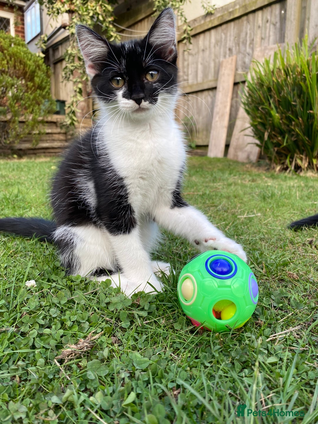 Mixed Breed cats for sale: Adorable playful kittens are looking for a family! - Image 1