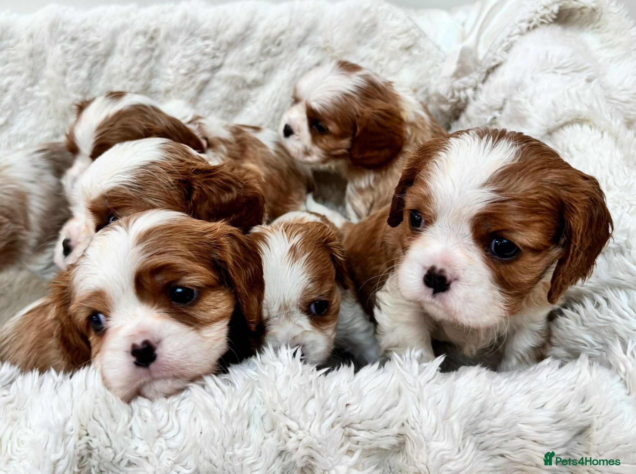 Cavalier King Charles Spaniel dogs 7 adorable KC registered puppies  - Advert 18