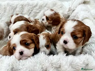 Cavalier King Charles Spaniel dogs 7 adorable KC registered puppies - Advert 18