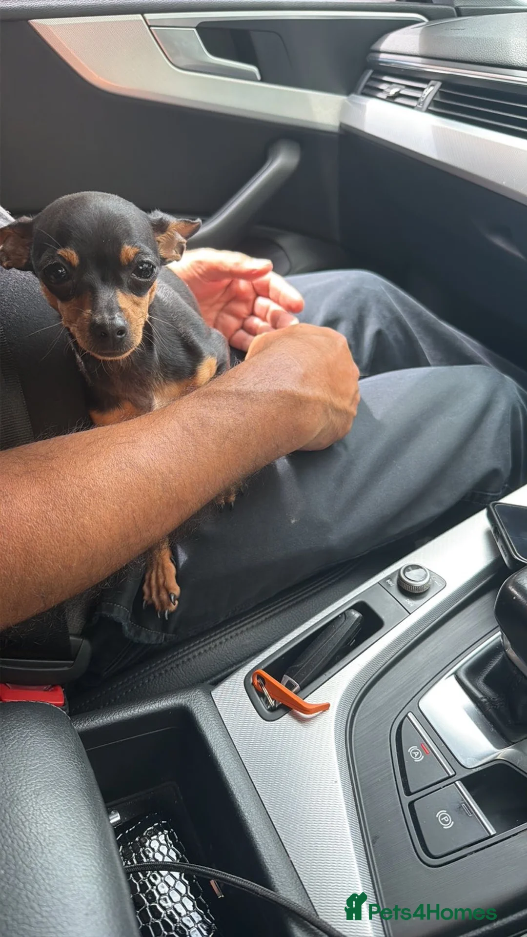 Miniature Pinscher dogs for sale: Mini pincher  - Advert 5