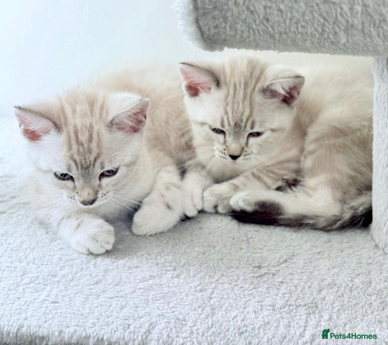 Bengal cats Snow/Leopard Bengal Kittens - Advert 19