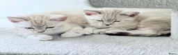 Bengal cats for sale: Snow/Leopard Bengal Kittens - Advert 3