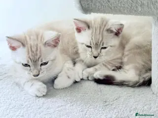Bengal cats Snow/Leopard Bengal Kittens - Advert 1
