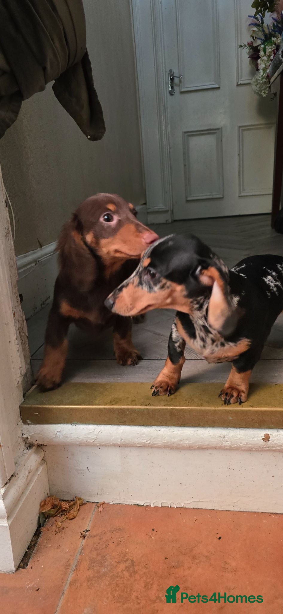 Miniature Dachshund dogs £950 last BOY & Last Girl left. - Advert 8