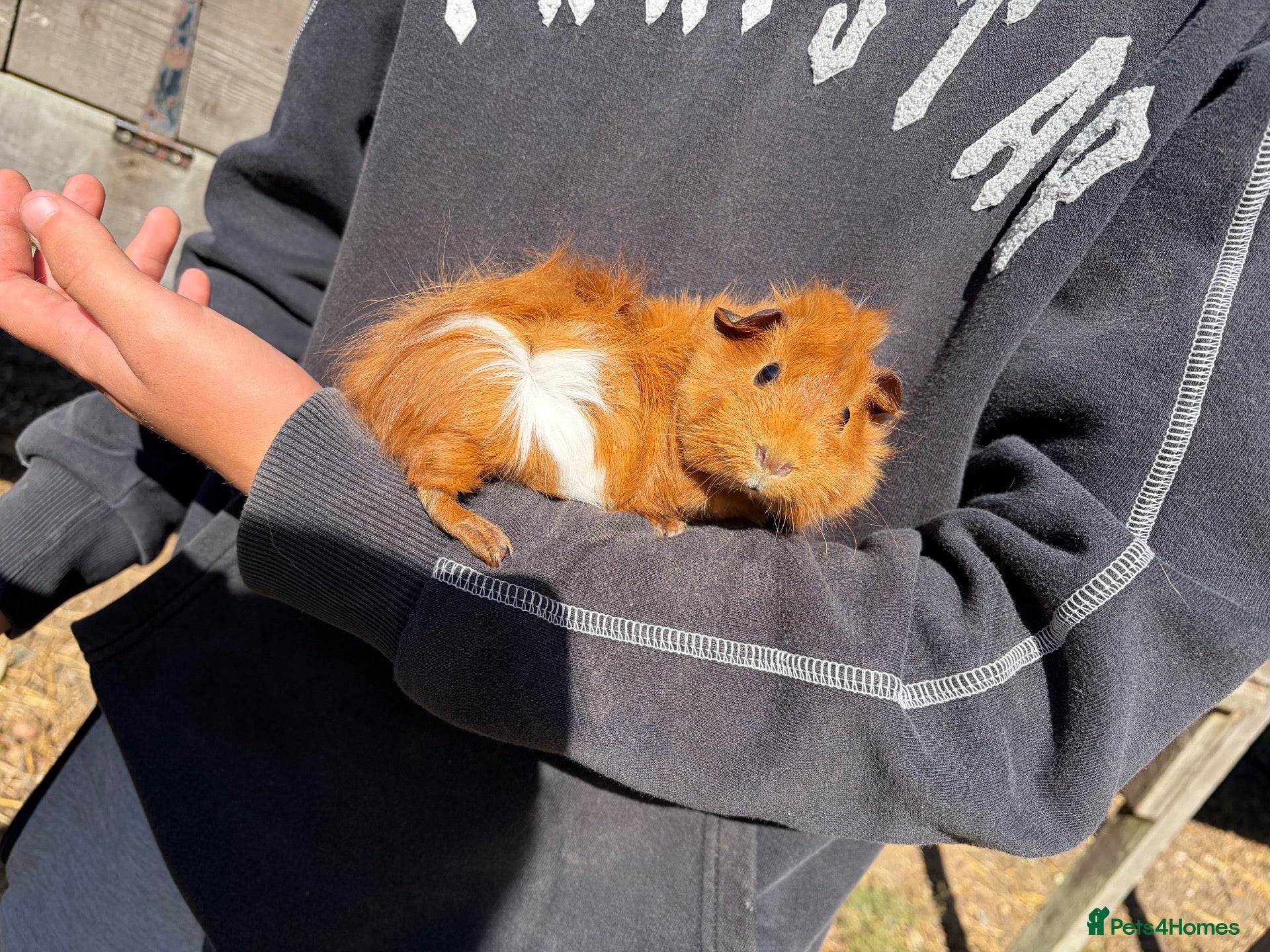 Guinea Pig rodents guinea pigs for sale  - Advert 3