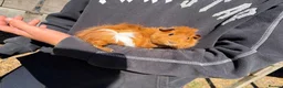 Guinea Pig rodents for sale: guinea pigs for sale  in Beccles - Advert 1