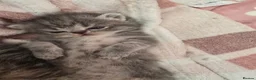 Exotic cats for sale: GCCF Registered Exotic kittens in Wingate - Advert 4