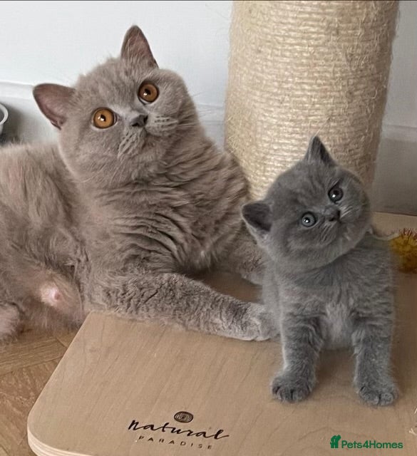 British Shorthair cats Beautiful lilac GCCF kitten - Advert 1
