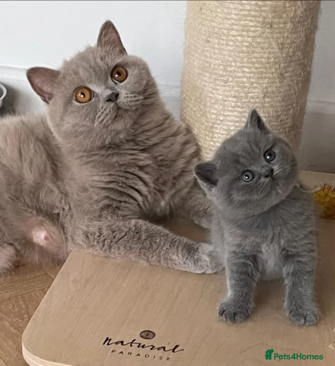 British Shorthair cats for sale: Beautiful lilac GCCF kitten - Advert 1