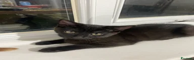 Fully black 