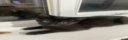 Mixed Breed cats for sale: Beautiful Kittens for Sale - Advert 21