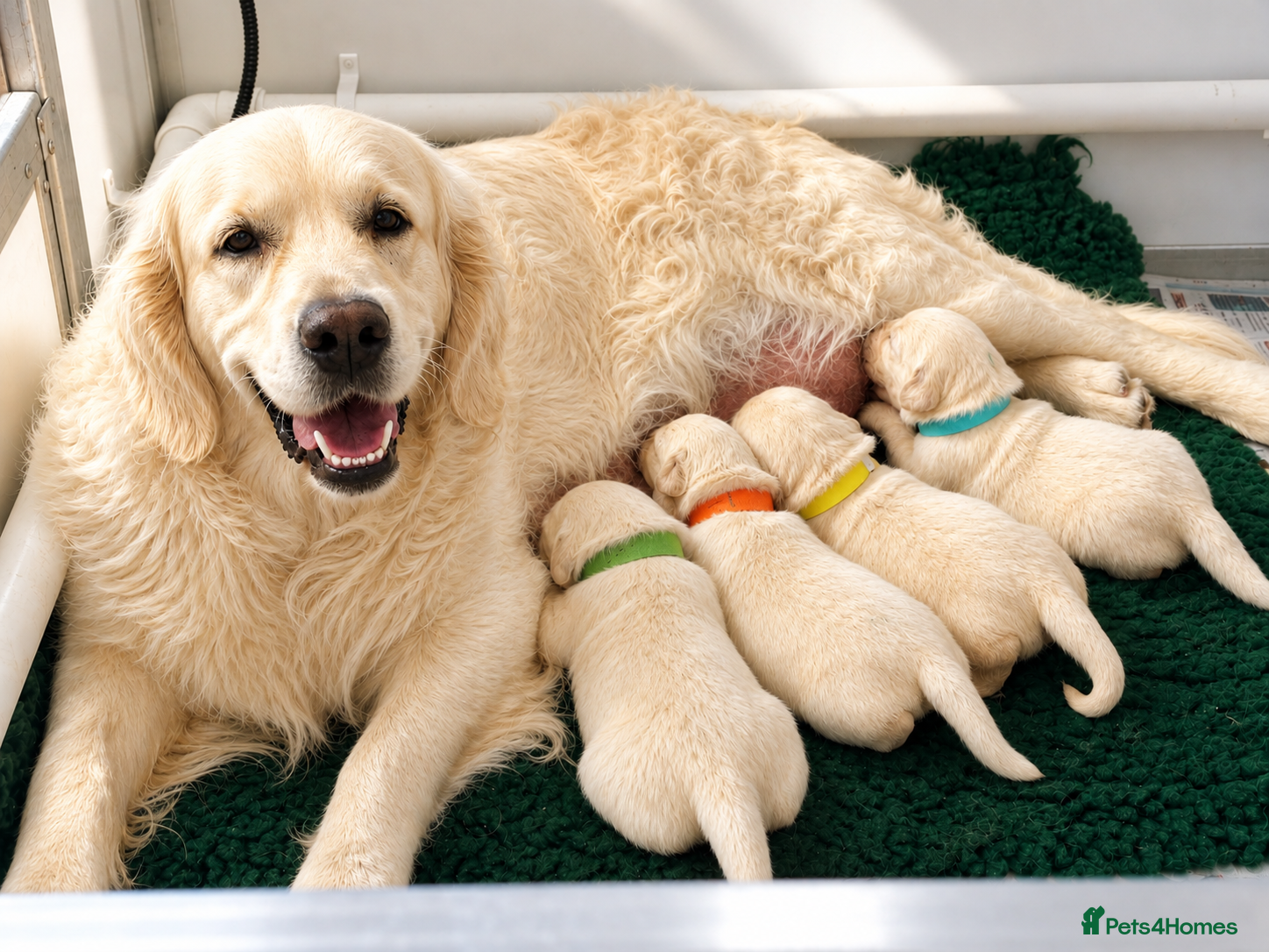 Golden Retriever dogs WAITING LIST OPEN KC REG GOLDEN RETRIEVER PUPPIES  - Advert 1