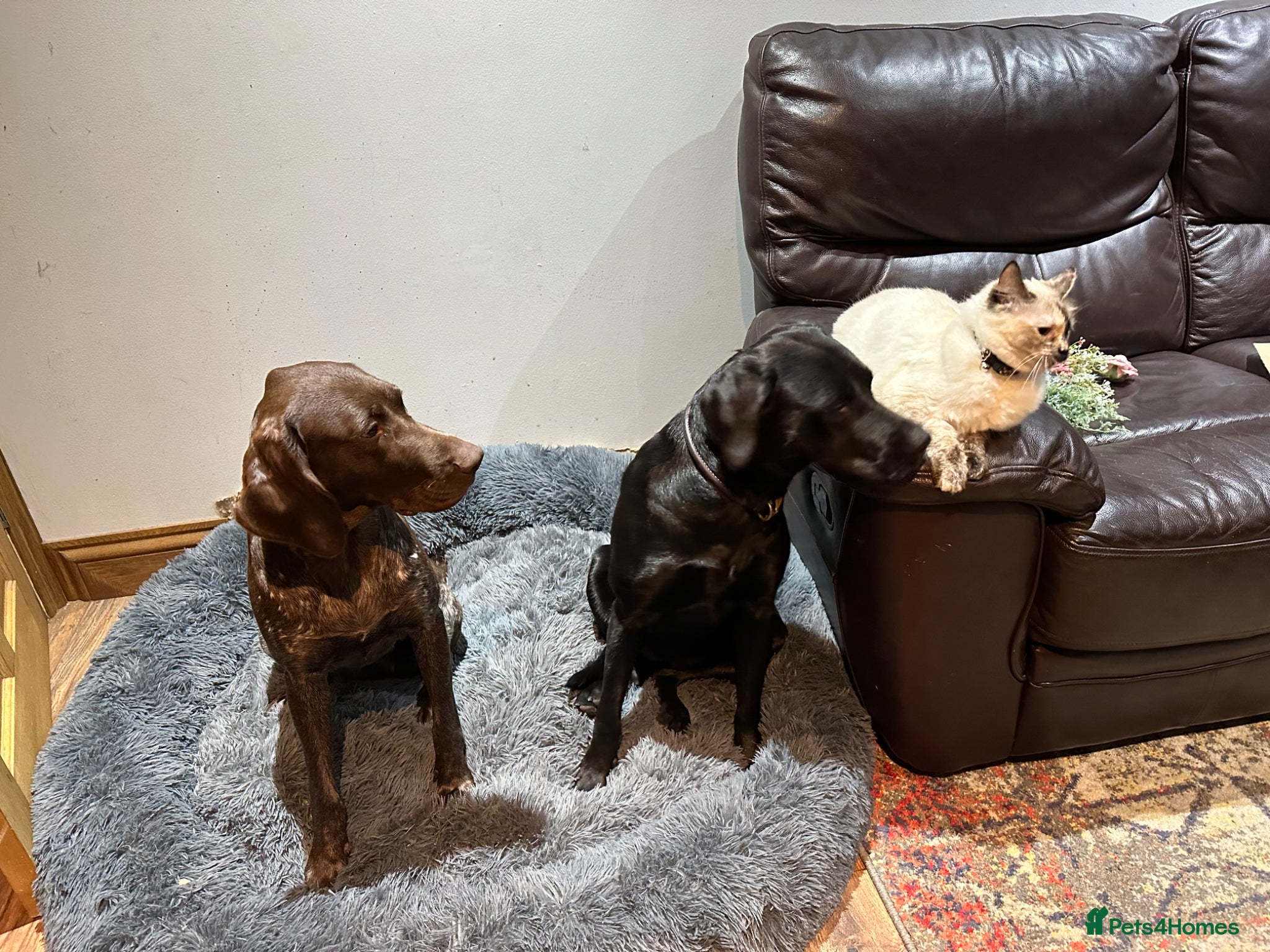 German Shorthaired Pointer dogs for sale: 4 year old beautiful pointer  - Advert 6