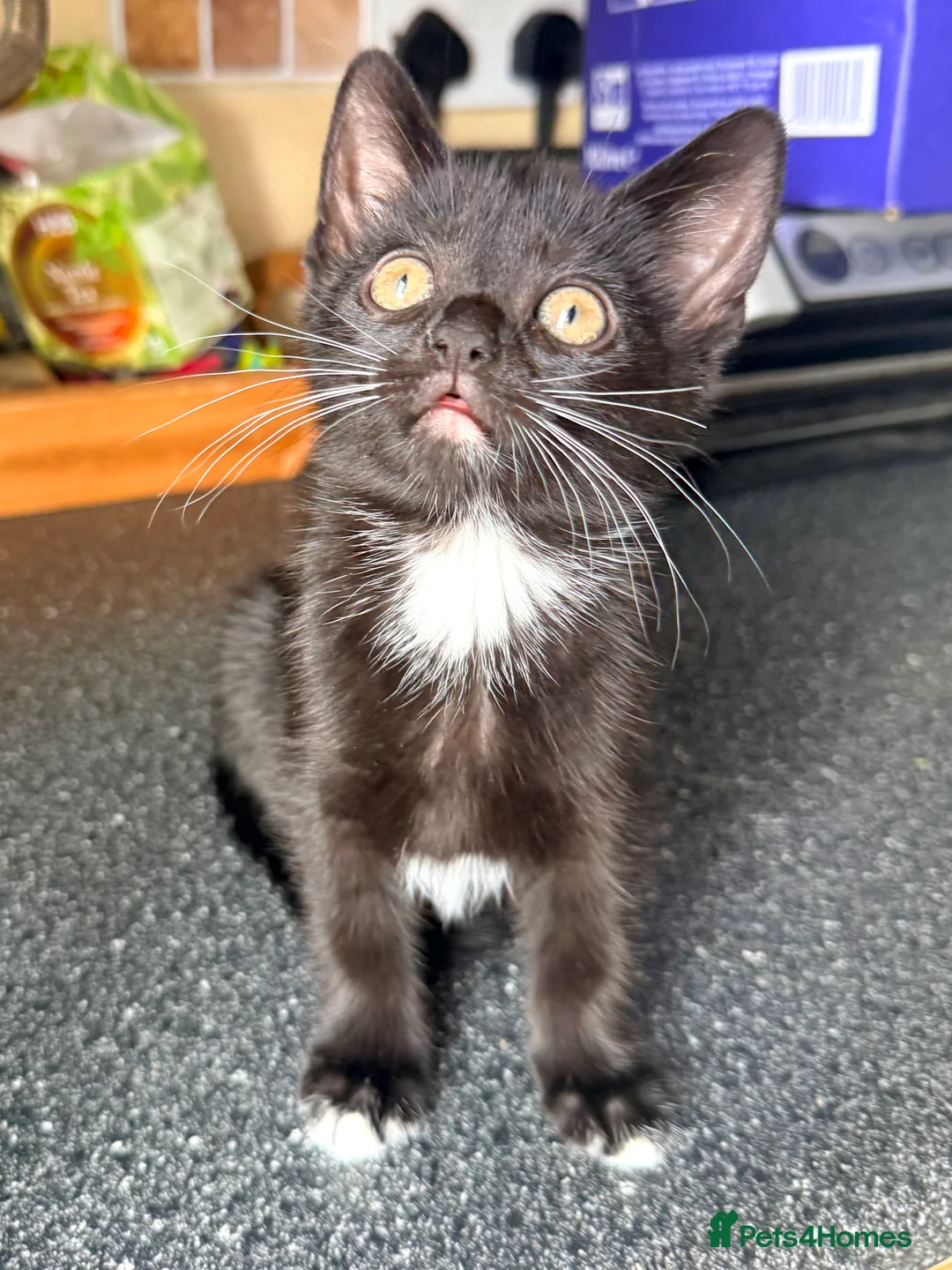Mixed Breed cats for sale: 🐾 Clean, Healthy Bombay x Turkish Van Kittens - Advert 2