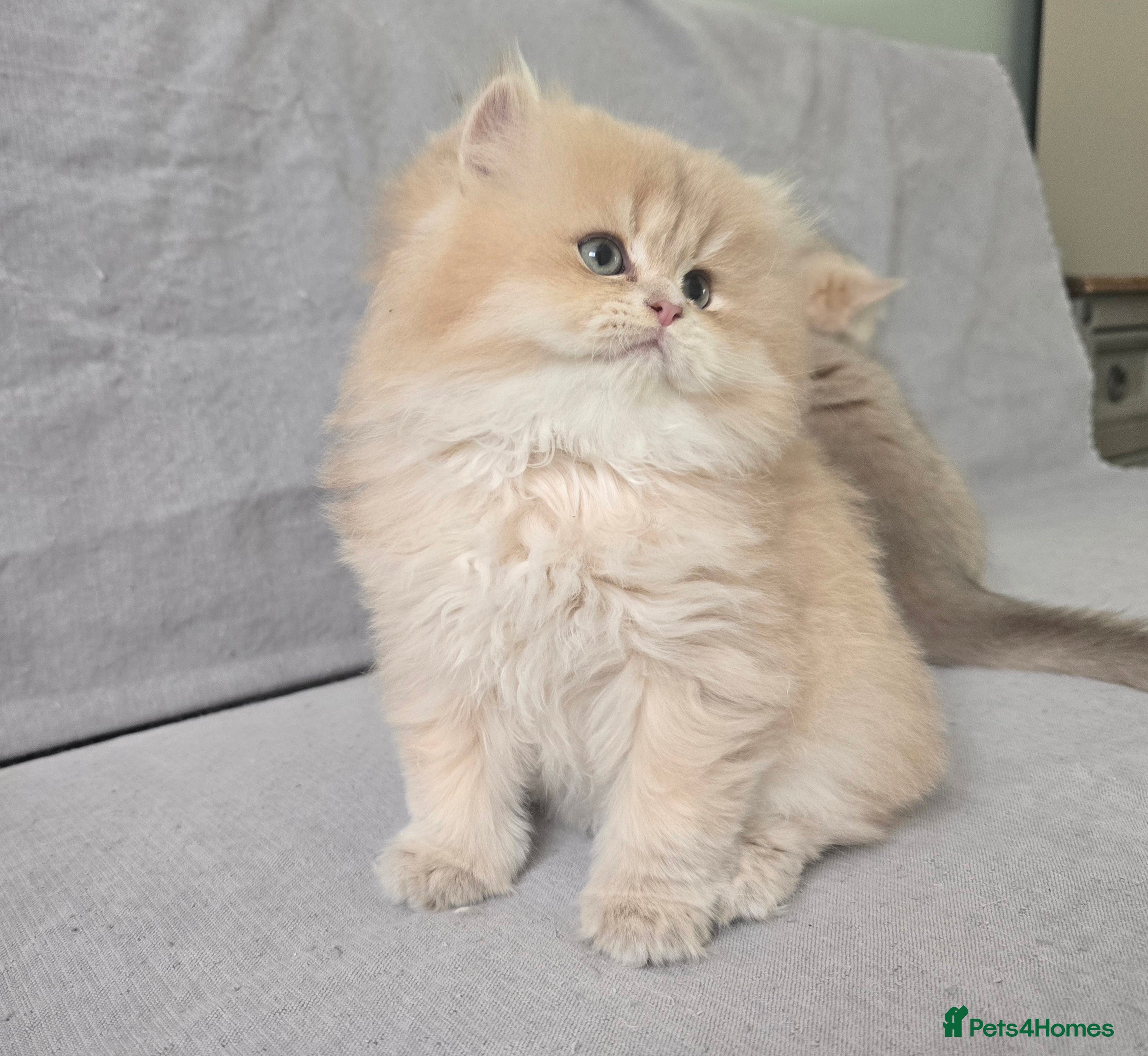 British Shorthair cats Pedigree golden British shorthair and longhair  - Advert 4