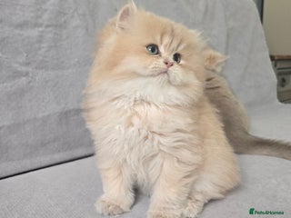 British Shorthair cats Pedigree golden British shorthair and longhair - Advert 5