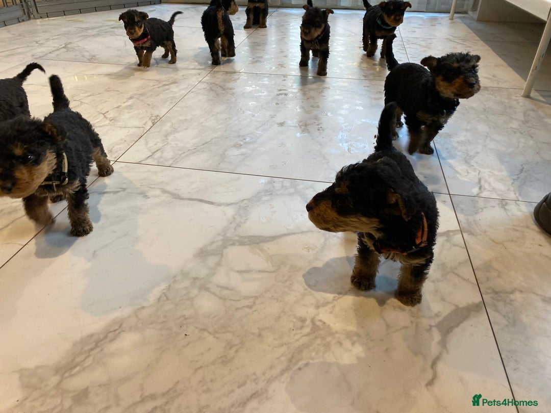 Airedale Terrier dogs for sale: Pure breed Airedale Terriers for sale - Advert 13