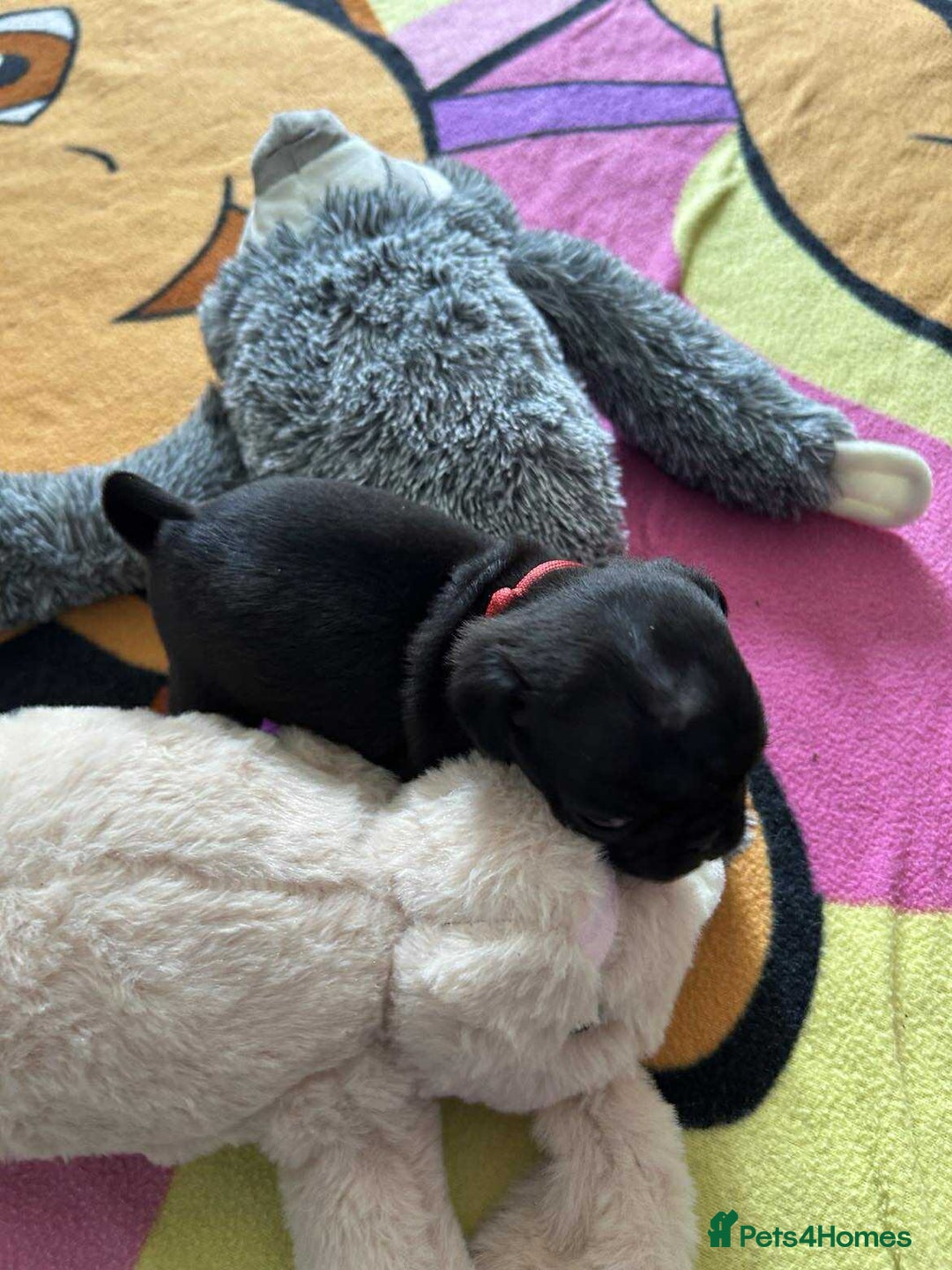 Pug dogs for sale: KCreg pug puppies for sale. - Image 12
