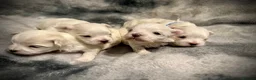 Maltese dogs for sale: Beautiful Maltese Puppies ⭐️Over 5 GENERATIONS⭐️ - Advert 11